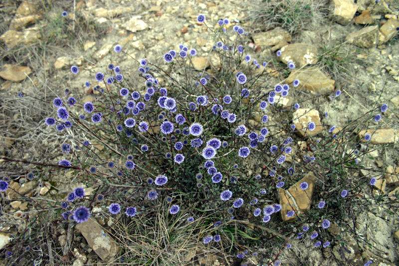 Globularia alypum / Vedovelle cespugliose